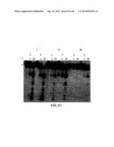 Primers and Methods for the Detection and Discrimination of Nucleic Acids diagram and image