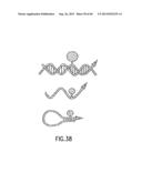 Primers and Methods for the Detection and Discrimination of Nucleic Acids diagram and image