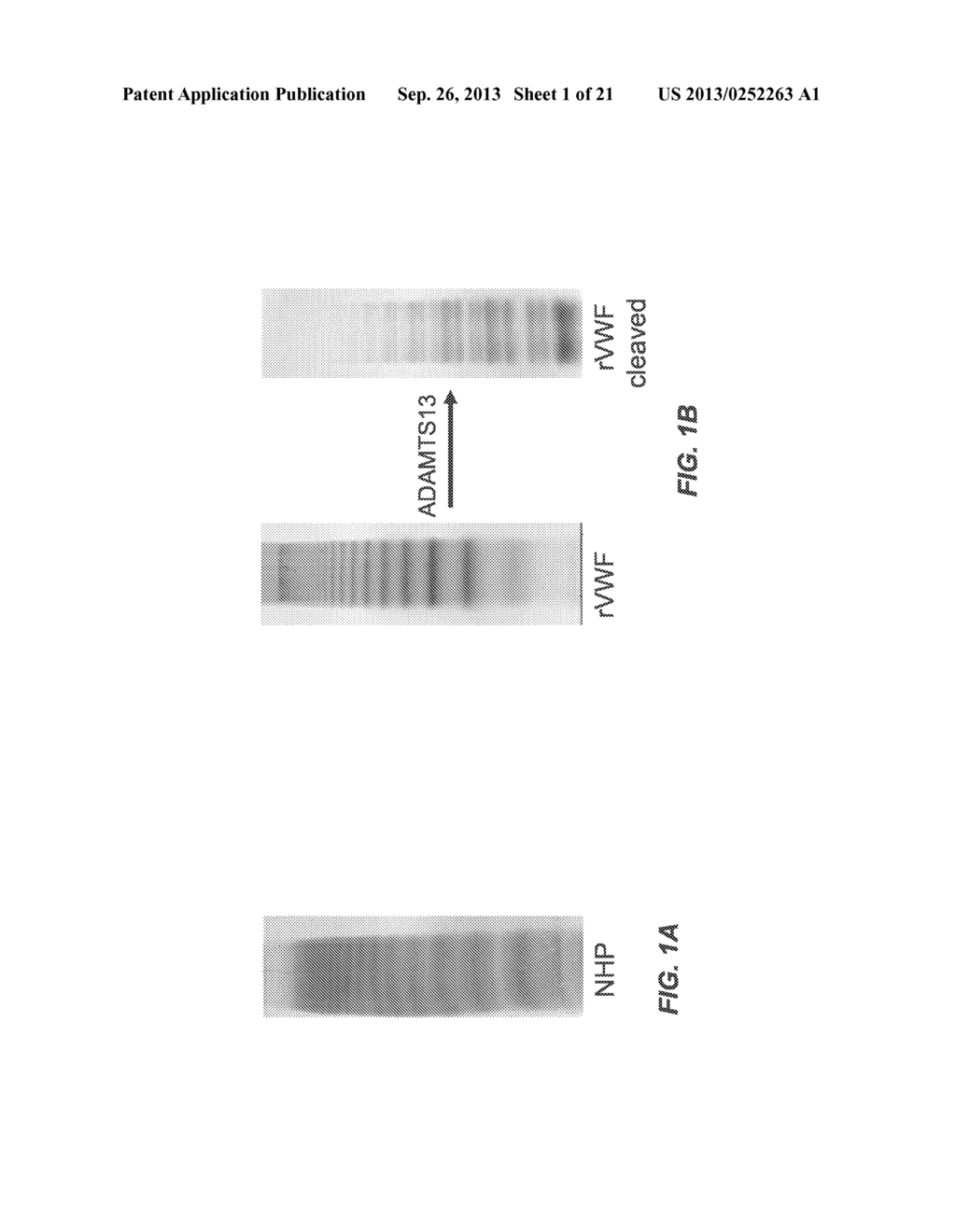 METHODS OF MEASURING ADAMTS 13-MEDIATED IN VIVO CLEAVAGE OF VON WILLEBRAND     FACTOR AND USES THEREOF - diagram, schematic, and image 02