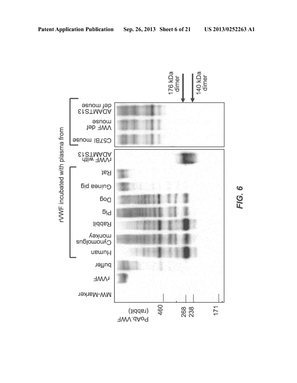 METHODS OF MEASURING ADAMTS 13-MEDIATED IN VIVO CLEAVAGE OF VON WILLEBRAND     FACTOR AND USES THEREOF - diagram, schematic, and image 07