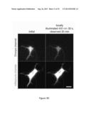 OPTICAL CONTROL OF PROTEIN ACTIVITY AND LOCALIZATION BY FUSION TO     PHOTOCHROMIC PROTEIN DOMAINS diagram and image