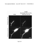 OPTICAL CONTROL OF PROTEIN ACTIVITY AND LOCALIZATION BY FUSION TO     PHOTOCHROMIC PROTEIN DOMAINS diagram and image