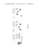 OPTICAL CONTROL OF PROTEIN ACTIVITY AND LOCALIZATION BY FUSION TO     PHOTOCHROMIC PROTEIN DOMAINS diagram and image