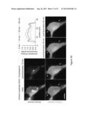 OPTICAL CONTROL OF PROTEIN ACTIVITY AND LOCALIZATION BY FUSION TO     PHOTOCHROMIC PROTEIN DOMAINS diagram and image