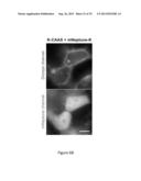 OPTICAL CONTROL OF PROTEIN ACTIVITY AND LOCALIZATION BY FUSION TO     PHOTOCHROMIC PROTEIN DOMAINS diagram and image