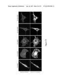 OPTICAL CONTROL OF PROTEIN ACTIVITY AND LOCALIZATION BY FUSION TO     PHOTOCHROMIC PROTEIN DOMAINS diagram and image