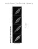 OPTICAL CONTROL OF PROTEIN ACTIVITY AND LOCALIZATION BY FUSION TO     PHOTOCHROMIC PROTEIN DOMAINS diagram and image