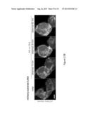 OPTICAL CONTROL OF PROTEIN ACTIVITY AND LOCALIZATION BY FUSION TO     PHOTOCHROMIC PROTEIN DOMAINS diagram and image