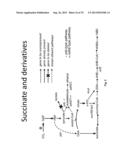 Ethanol Production in Microorganisms diagram and image