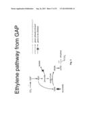 Ethanol Production in Microorganisms diagram and image