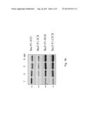 METHOD FOR PREPARING VIRUS-LIKE PARTICLE AND RECOMBINANT BACULOVIRUS USED     THEREIN diagram and image