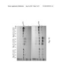 METHOD FOR PREPARING VIRUS-LIKE PARTICLE AND RECOMBINANT BACULOVIRUS USED     THEREIN diagram and image