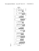 Methods Of Gene Amplification And Expression diagram and image