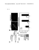 METHOD AND CULTURE MEDIUM FOR IMPROVING PLURIPOTENT STEM CELL     DIFFERENTIATION INDUCING EFFICIENCY diagram and image