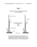 DETECTION OF TARGET NUCLEIC ACID SEQUENCES USING DUAL-LABELED IMMOBILIZED     PROBES ON SOLID PHASE diagram and image