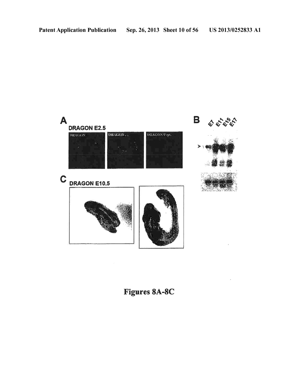 DRG11-RESPONSIVE (DRAGON) GENE AND USES THEREOF - diagram, schematic, and image 11