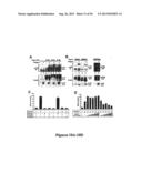 DRG11-RESPONSIVE (DRAGON) GENE AND USES THEREOF diagram and image