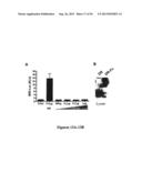 DRG11-RESPONSIVE (DRAGON) GENE AND USES THEREOF diagram and image