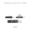 DRG11-RESPONSIVE (DRAGON) GENE AND USES THEREOF diagram and image