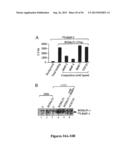 DRG11-RESPONSIVE (DRAGON) GENE AND USES THEREOF diagram and image