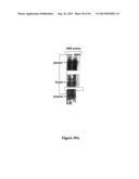 DRG11-RESPONSIVE (DRAGON) GENE AND USES THEREOF diagram and image