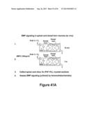 DRG11-RESPONSIVE (DRAGON) GENE AND USES THEREOF diagram and image