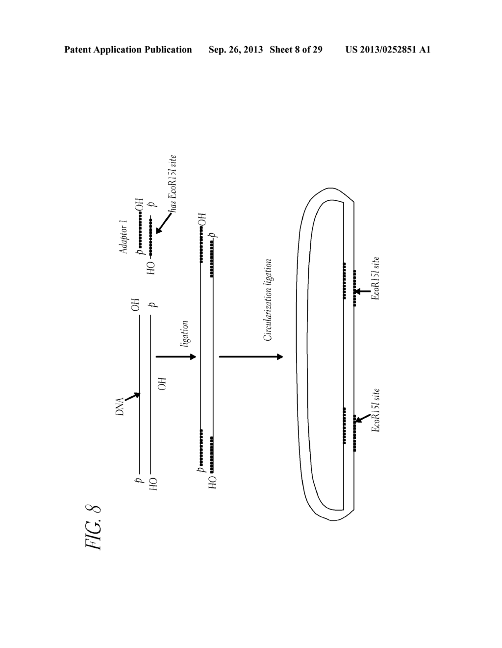 METHOD OF MAKING A PAIRED TAG LIBRARY FOR NUCLEIC ACID SEQUENCING - diagram, schematic, and image 09