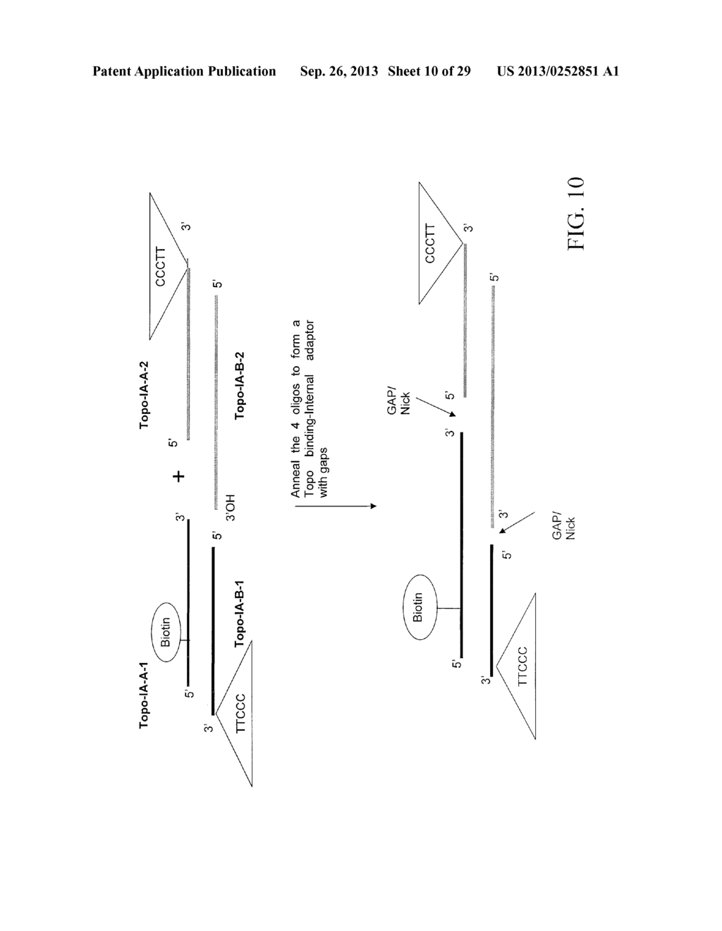 METHOD OF MAKING A PAIRED TAG LIBRARY FOR NUCLEIC ACID SEQUENCING - diagram, schematic, and image 11