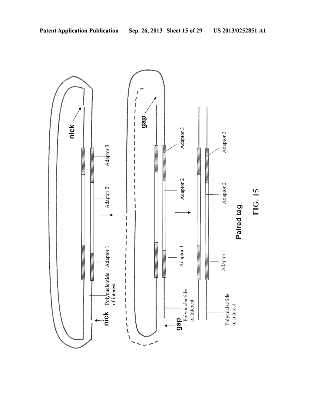 METHOD OF MAKING A PAIRED TAG LIBRARY FOR NUCLEIC ACID SEQUENCING - diagram, schematic, and image 16