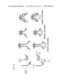 COMPOSITIONS AND METHODS FOR TREATING ANTIPHOSPHOLIPID SYNDROME diagram and image