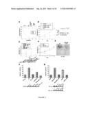 ACTIVATING PHOSPHORYLATION SITE ON GLUTAMINASE C diagram and image