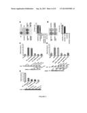 ACTIVATING PHOSPHORYLATION SITE ON GLUTAMINASE C diagram and image