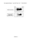 ACTIVATING PHOSPHORYLATION SITE ON GLUTAMINASE C diagram and image