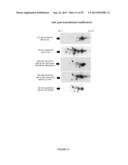 ACTIVATING PHOSPHORYLATION SITE ON GLUTAMINASE C diagram and image