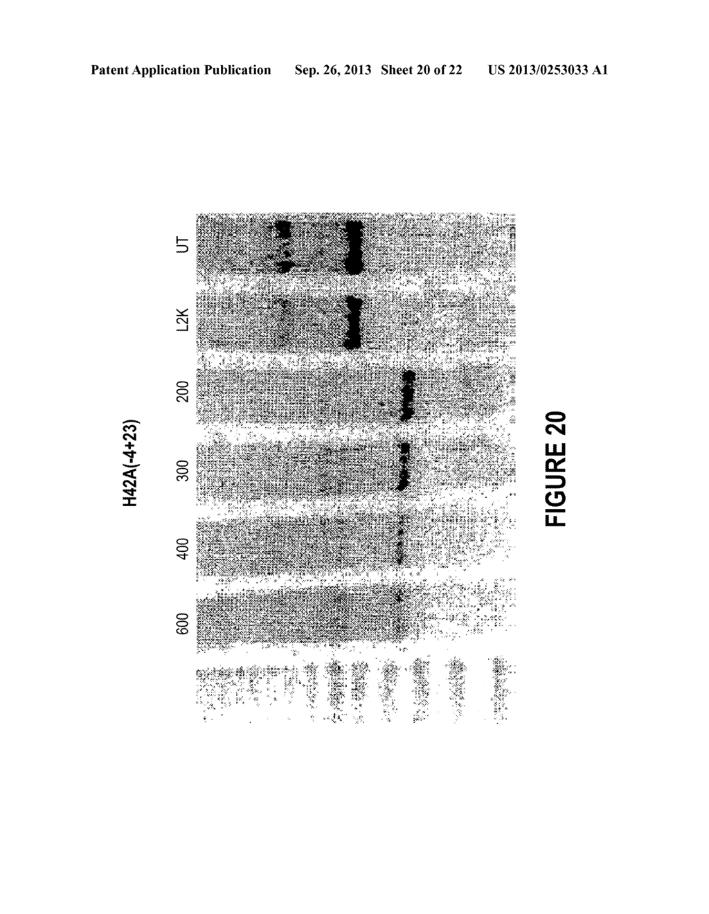 ANTISENSE OLIGONUCLEOTIDES FOR INDUCING EXON SKIPPING AND METHODS OF USE     THEREOF - diagram, schematic, and image 21