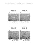 REINFORCED POLYMETRIC MATERIALS, METHODS OF MANUFACTURE THEREOF AND     ARTICLES COMPRISING THE SAME diagram and image