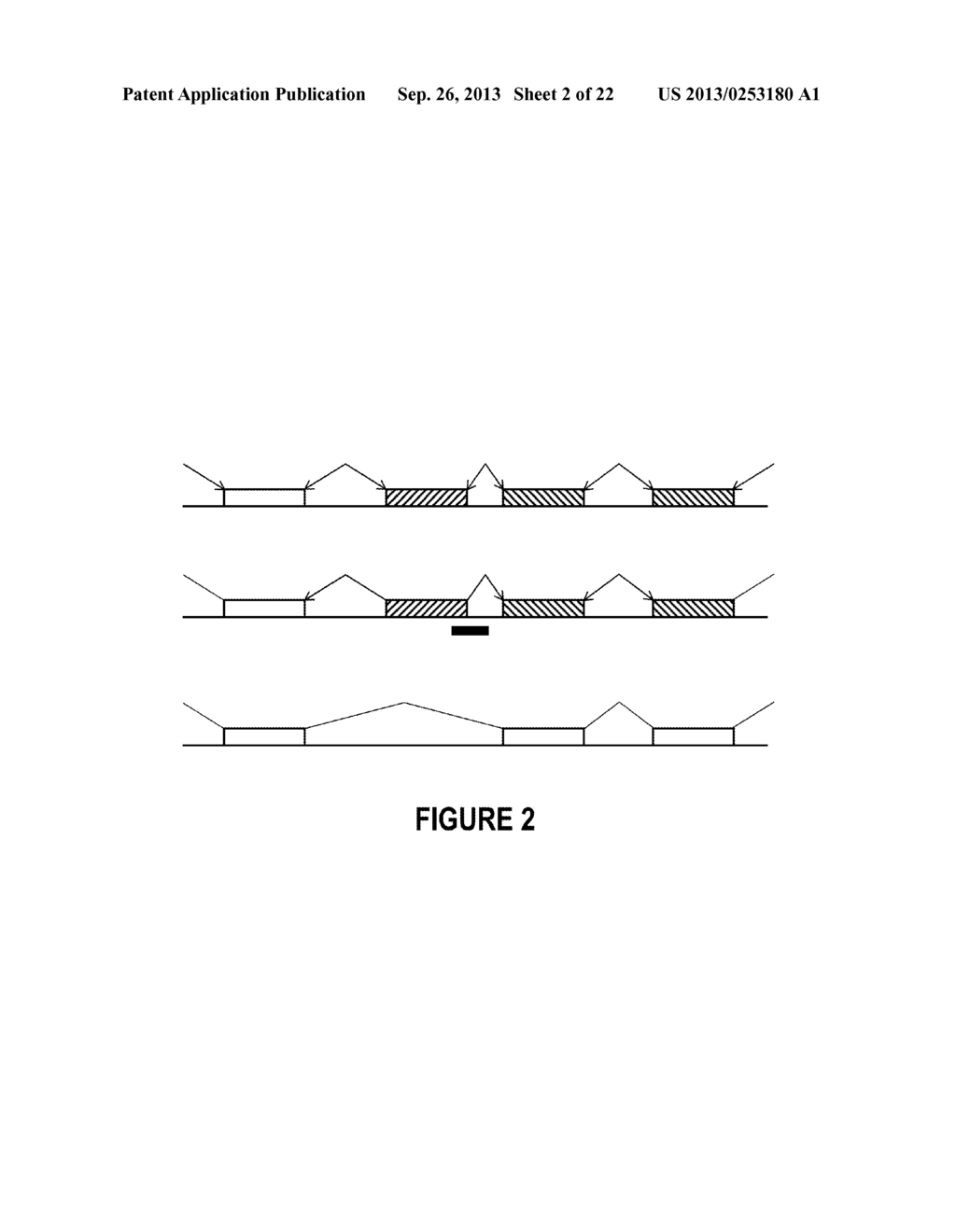 ANTISENSE OLIGONUCLEOTIDES FOR INDUCING EXON SKIPPING AND METHODS OF USE     THEREOF - diagram, schematic, and image 03