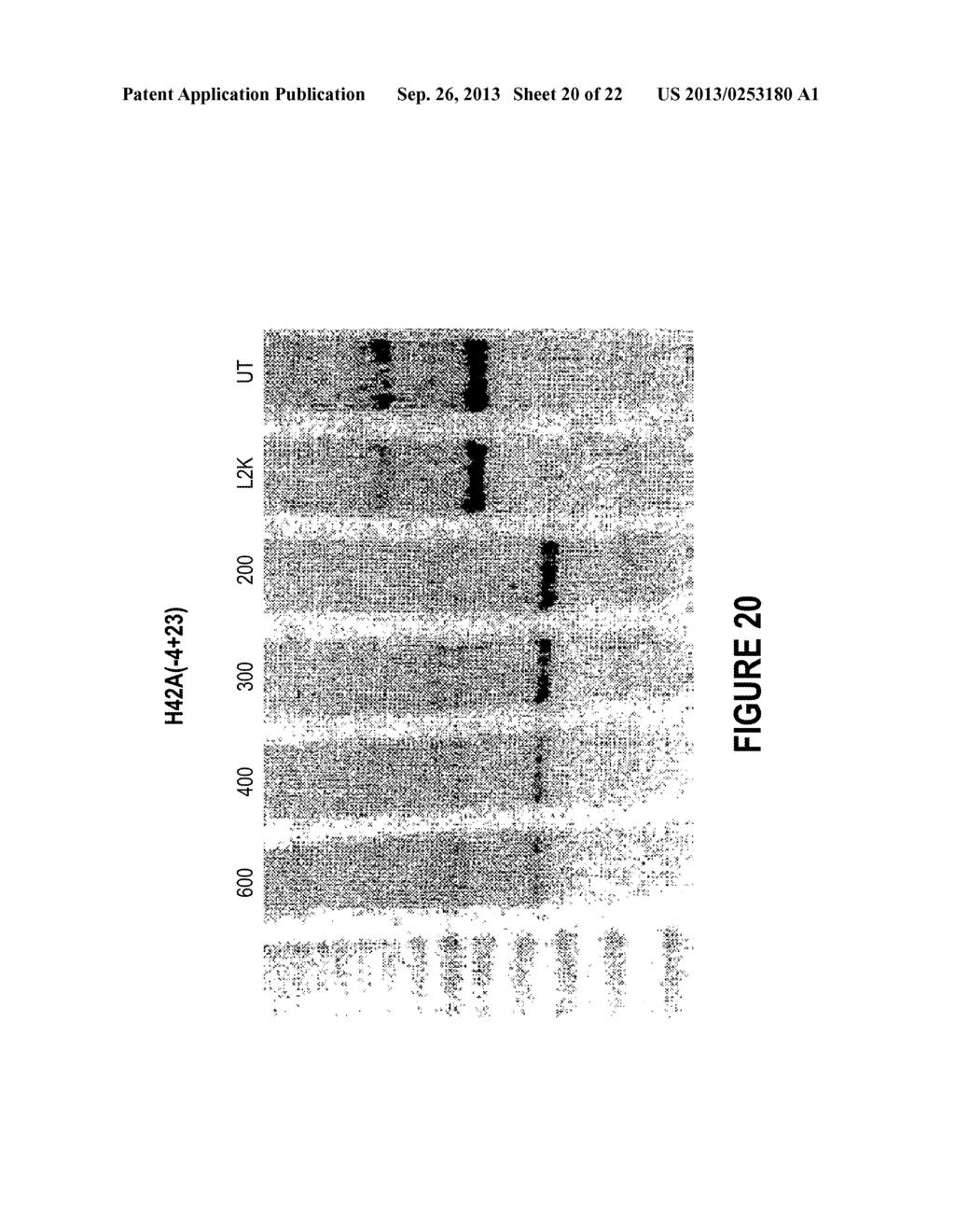 ANTISENSE OLIGONUCLEOTIDES FOR INDUCING EXON SKIPPING AND METHODS OF USE     THEREOF - diagram, schematic, and image 21