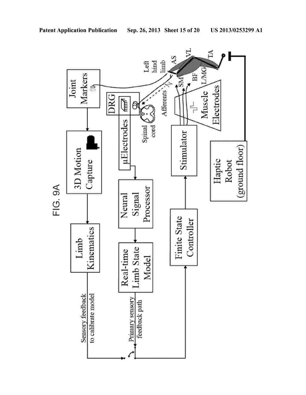 MONITORING AND REGULATING PHYSIOLOGICAL STATES AND FUNCTIONS VIA SENSORY     NEURAL INPUTS TO THE SPINAL CORD - diagram, schematic, and image 16