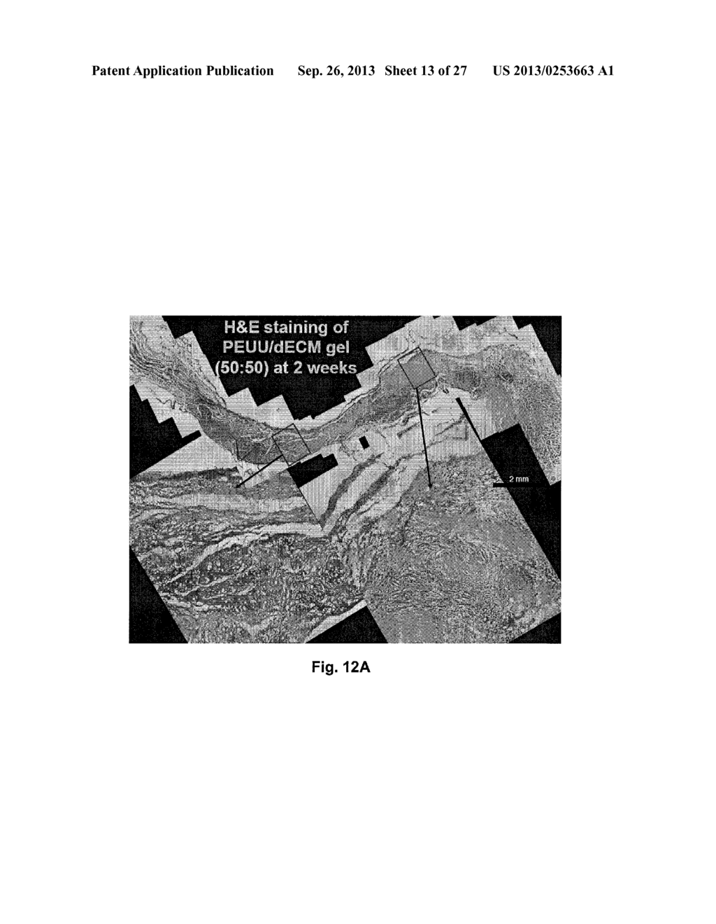 BIOHYBRID COMPOSITE SCAFFOLD - diagram, schematic, and image 14