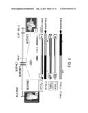 METHOD FOR PRODUCING CRUCIFEROUS PLANT RESISTANT TO CLUBROOT diagram and image