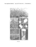 MANIPULATION OF PLANT SENESCENCE USING MODIFIED PROMOTERS diagram and image