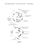 CONSTRUCT AND METHOD FOR SYNTHETIC BIDIRECTIONAL PLANT PROMOTER UBI1 diagram and image