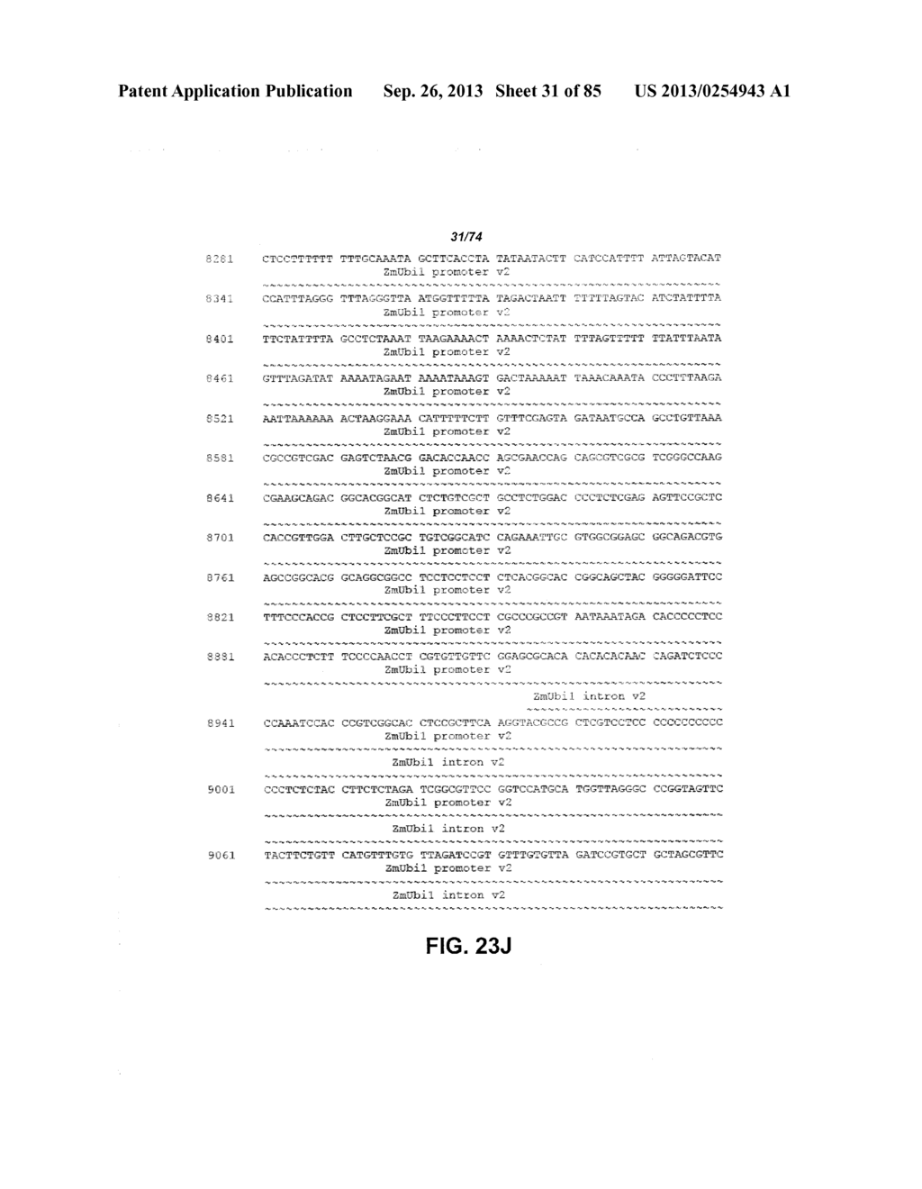 CONSTRUCT AND METHOD FOR SYNTHETIC BIDIRECTIONAL PLANT PROMOTER UBI1 - diagram, schematic, and image 32