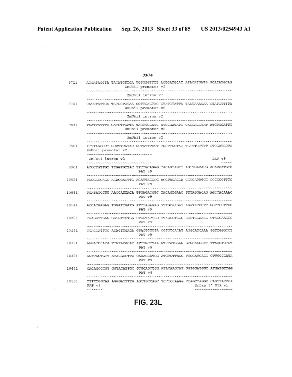 CONSTRUCT AND METHOD FOR SYNTHETIC BIDIRECTIONAL PLANT PROMOTER UBI1 - diagram, schematic, and image 34