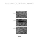 CONSTRUCT AND METHOD FOR SYNTHETIC BIDIRECTIONAL PLANT PROMOTER UBI1 diagram and image