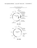 CONSTRUCT AND METHOD FOR SYNTHETIC BIDIRECTIONAL PLANT PROMOTER UBI1 diagram and image