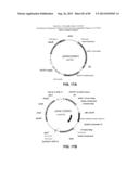 CONSTRUCT AND METHOD FOR SYNTHETIC BIDIRECTIONAL PLANT PROMOTER UBI1 diagram and image