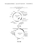 CONSTRUCT AND METHOD FOR SYNTHETIC BIDIRECTIONAL PLANT PROMOTER UBI1 diagram and image