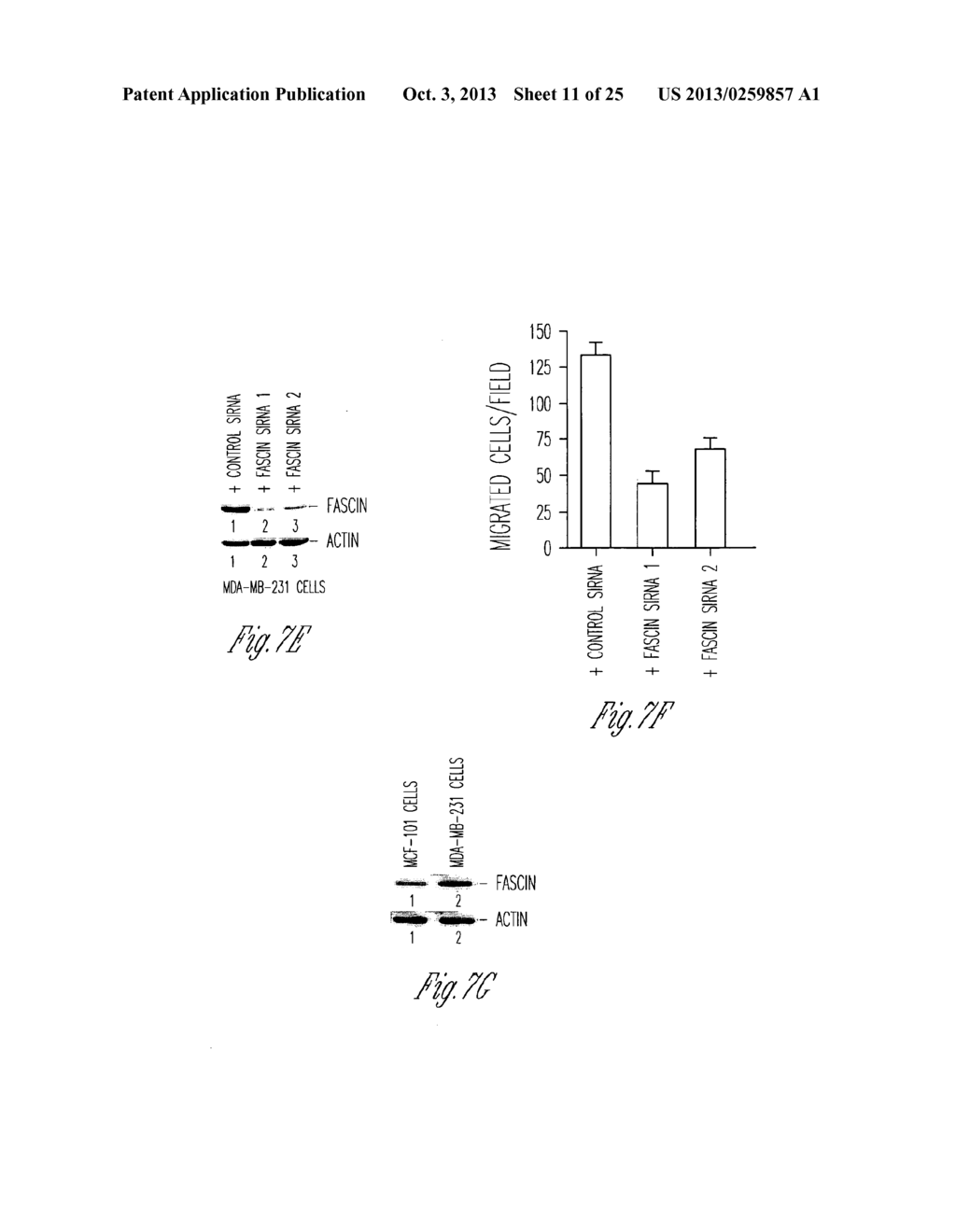 METHODS FOR INHIBITING FASCIN - diagram, schematic, and image 12